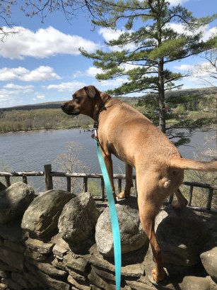 Dog on a pet friendly trail in Gillette Castle State Park in MA