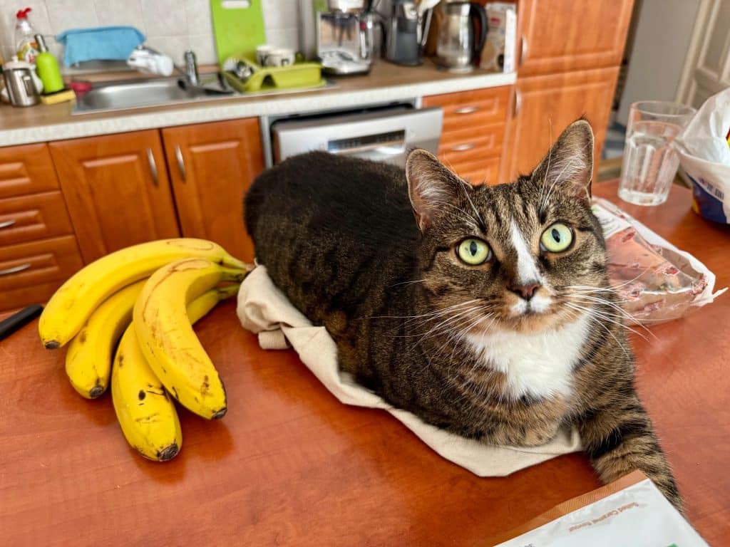 Lewis the gray tabby cat with a white bib and white stripe on his nose sitting on a kitchen counter next to a bunch of bananas. His eyes are bright green.
