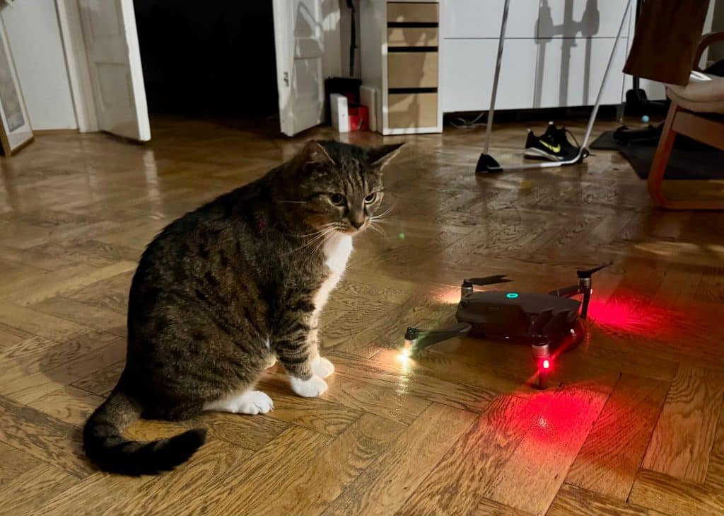 Murray the gray tabby cat with a white belly and white pays looks intently at a drone on the floor, lit up in green and red.