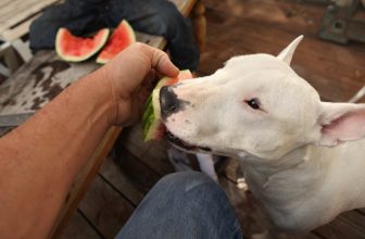 10 Best Raw Dog Food Brands for Bull Terriers