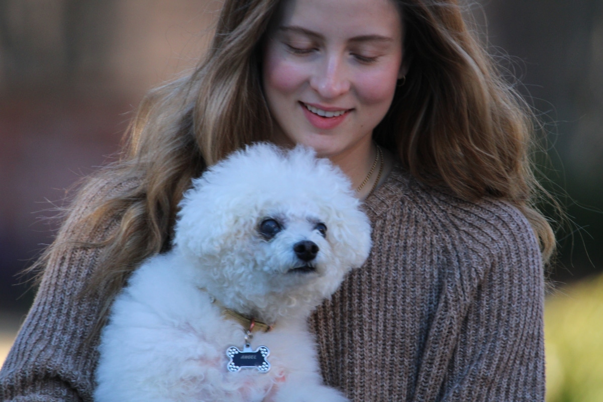 Bichon Frise sitting near with a bright, affectionate expression.