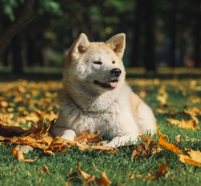 Akita Best Raw Dog Food