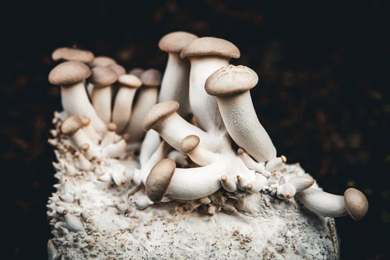 Closeup image of King Oyster.