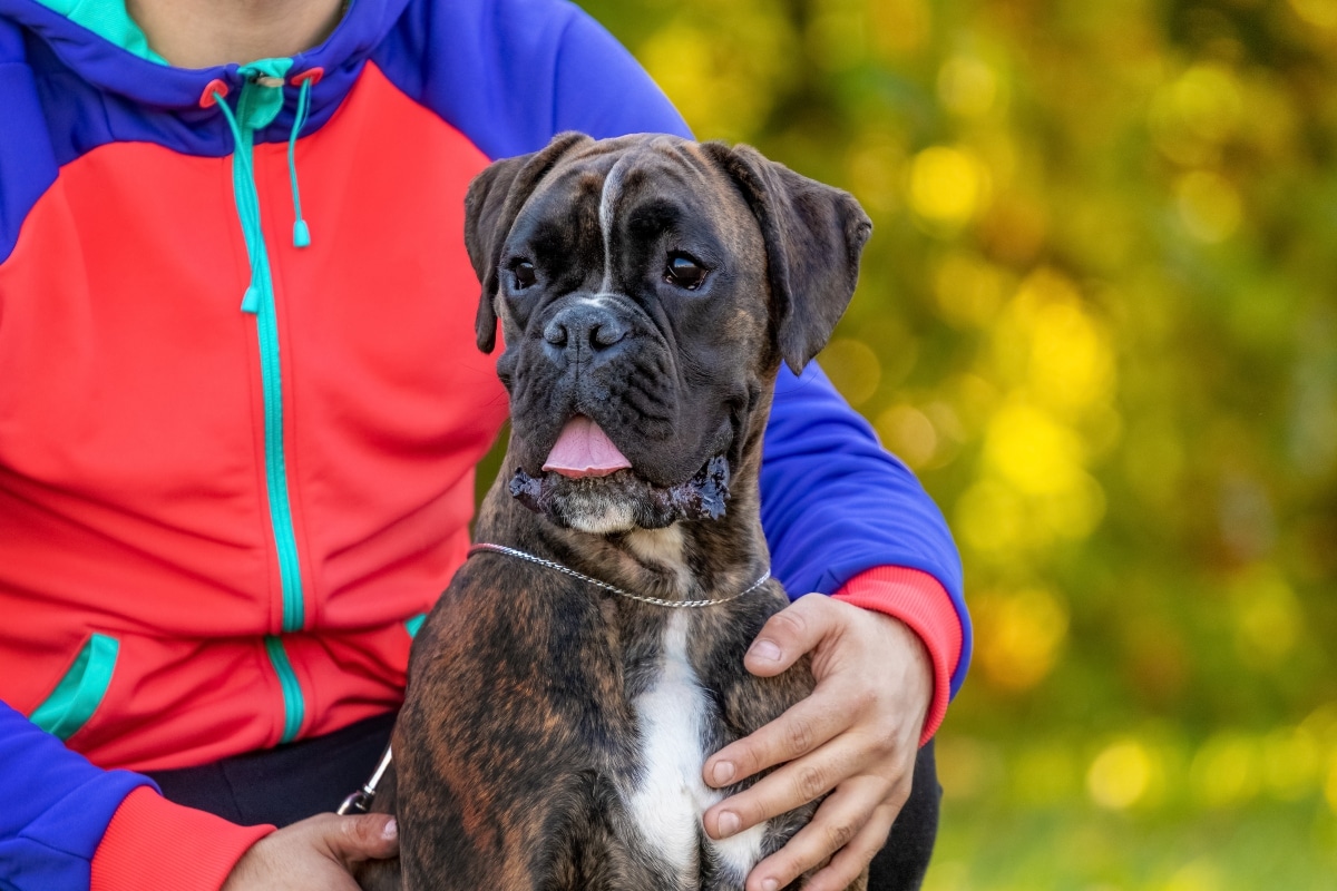 Boxer standing close, displaying playful loyalty and affectionate focus.