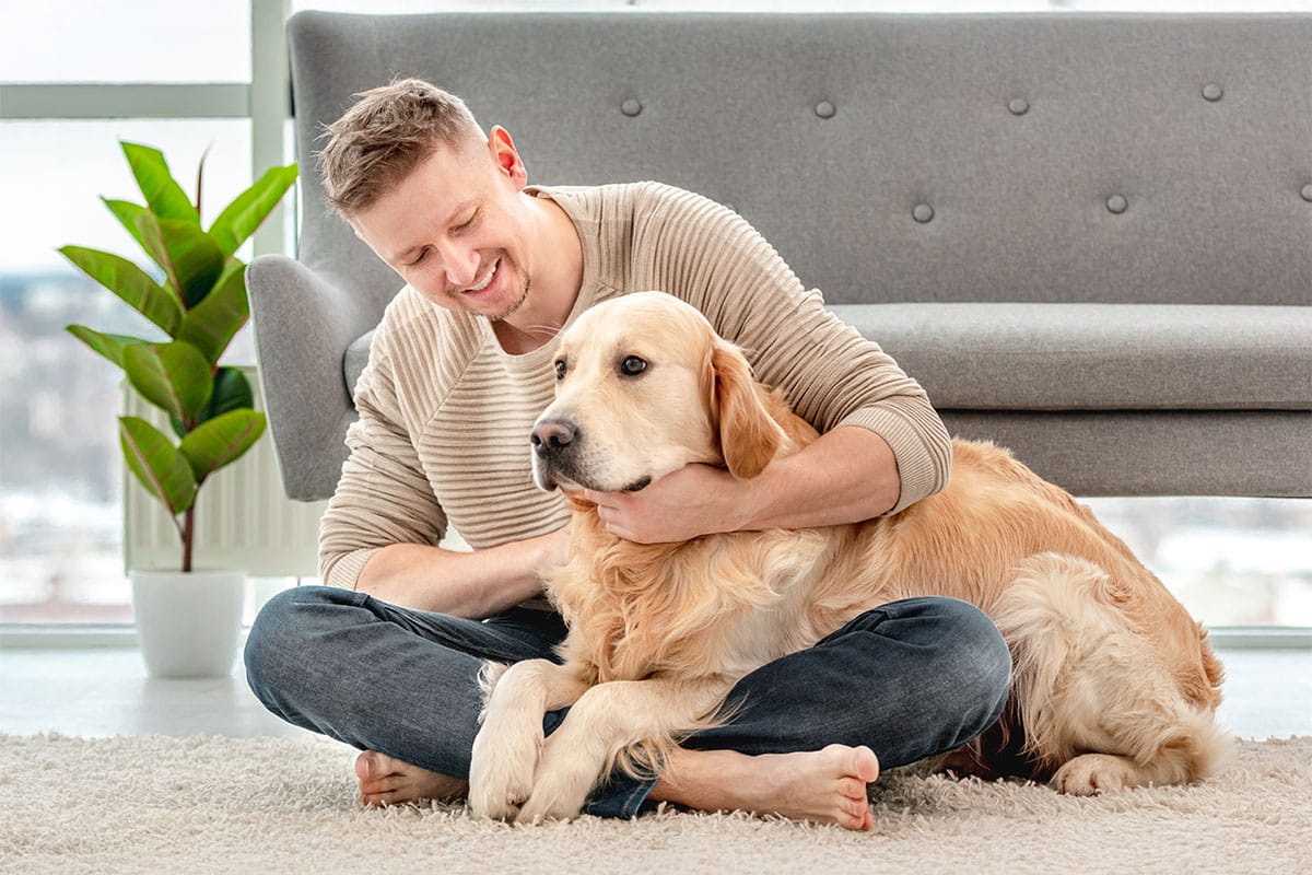 Golden Retriever standing close with a gentle, affectionate look.