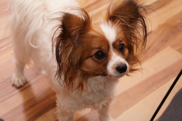 Best raw dog food for Papillons