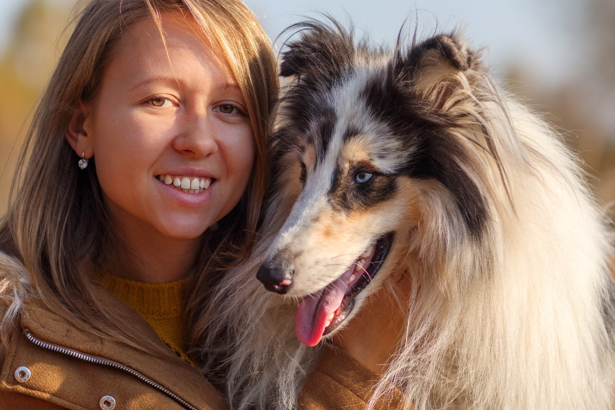 Shetland Sheepdog is watching closely with a soft, loyal gaze.