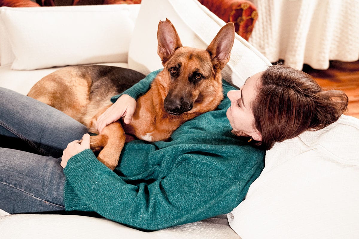 German Shepherd alert and close, showing loyalty and protective warmth.