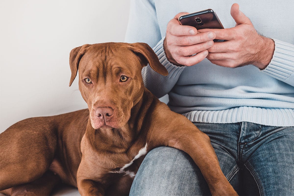 Vizsla is standing close with a warm and attentive expression.