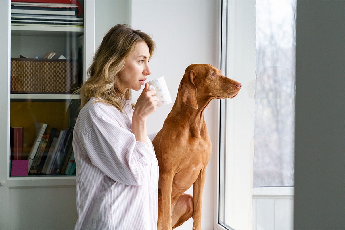 A devoted dog looking upward with gentle focus, reflecting affection and loyal companionship.