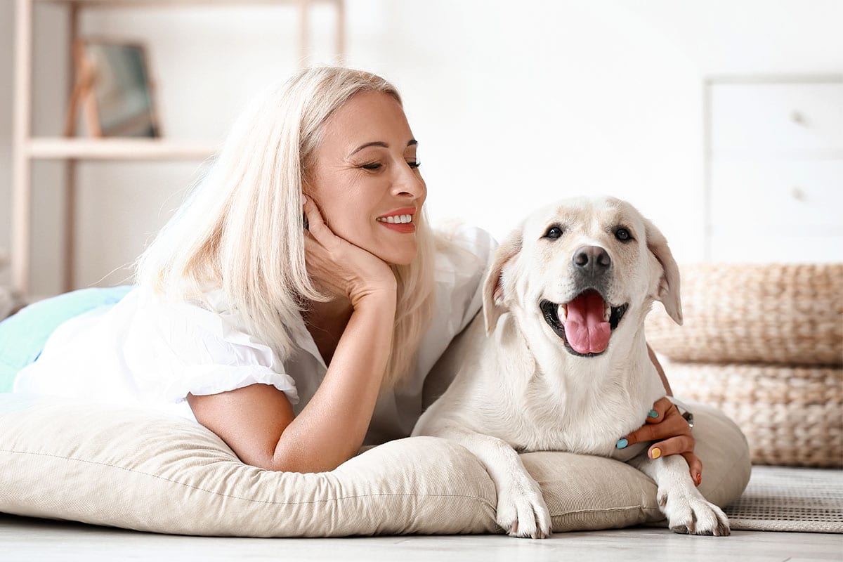 Labrador Retriever sitting close and attentive with a warm expression.