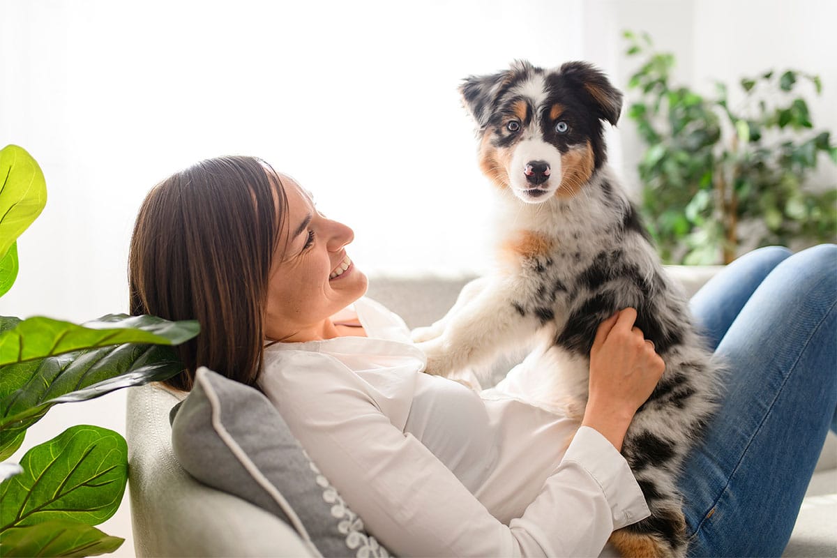 Australian Shepherd is staying near with an alert and loyal expression.