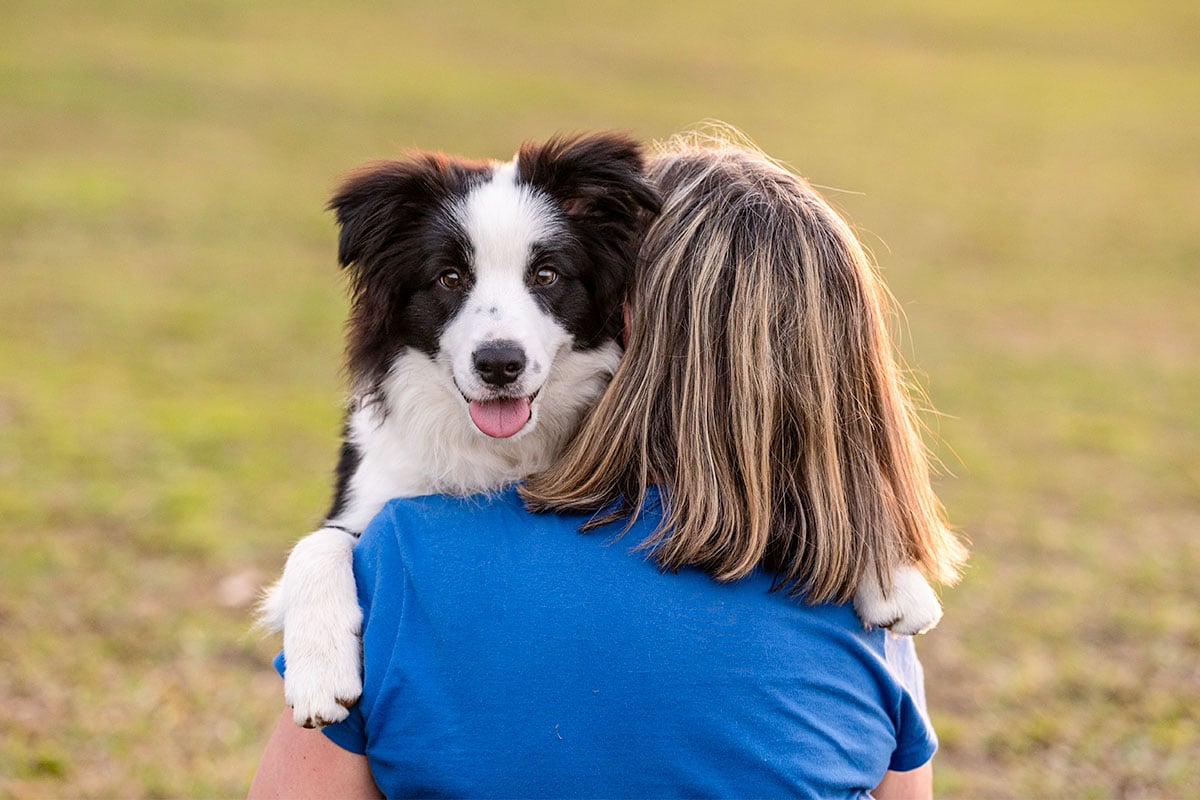 Border Collie is watching closely with a focused and affectionate expression.