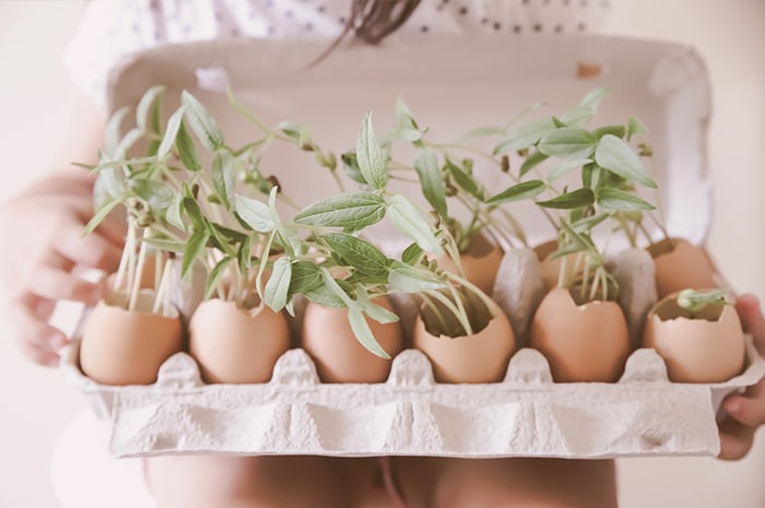 Plant Seeds In Eggshells