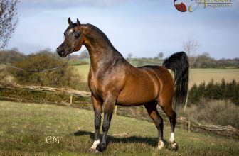 Psharif – Profile of a Young Sire