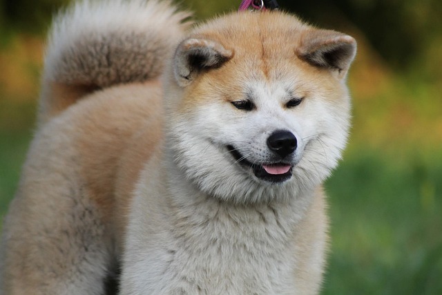 Best Akita Immunity Supplements
