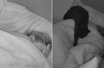 Cat Alerts Owner Moments Before Seizure and Stays by Her Side