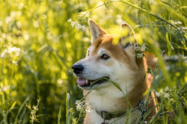 Best Shiba Inu Immunity Supplements