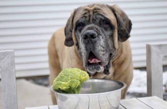 Can Dogs Eat Vegetables? Why My Dogs Do And How I Feed Them