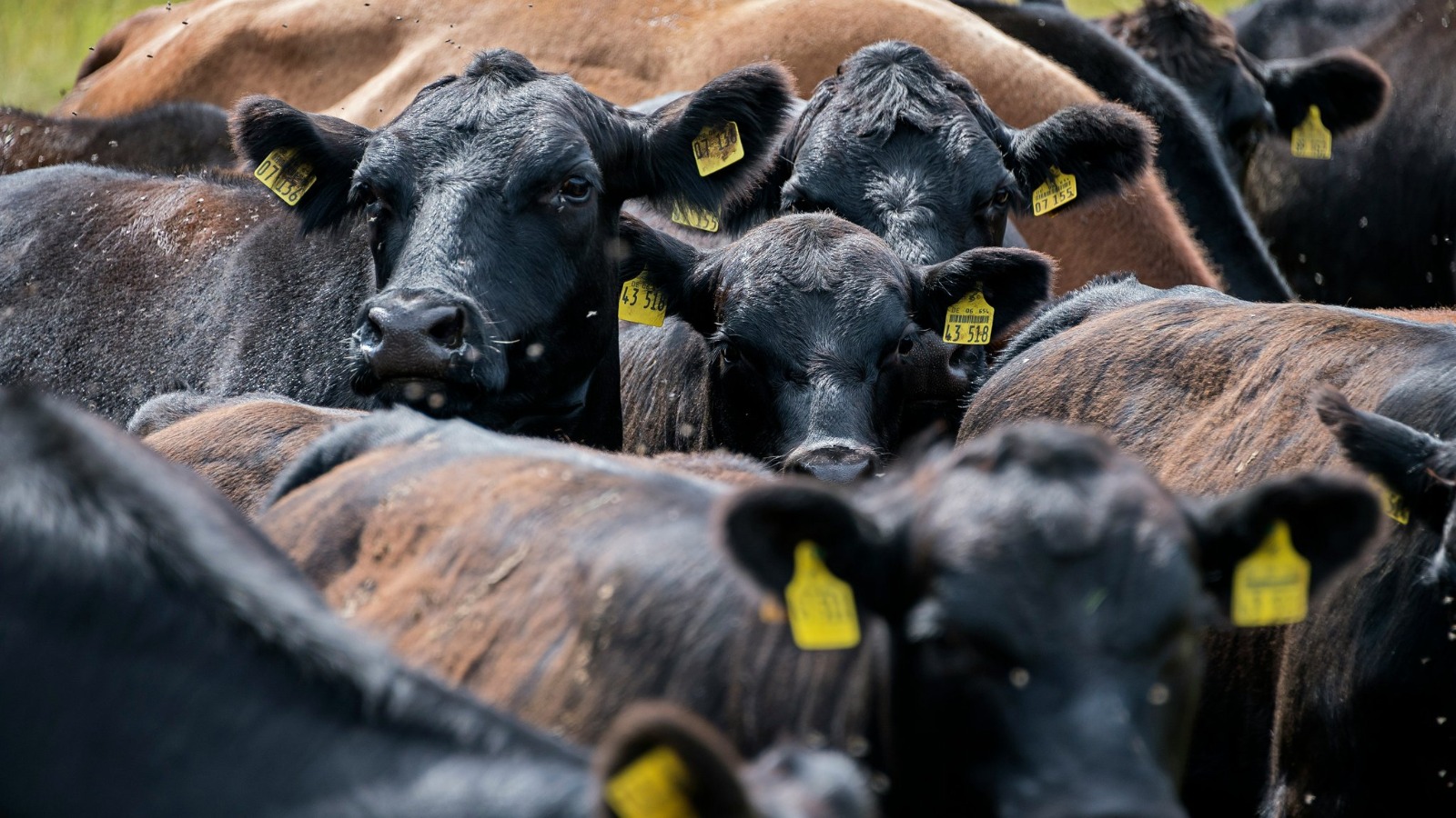 Etienne Girardet via Unsplash