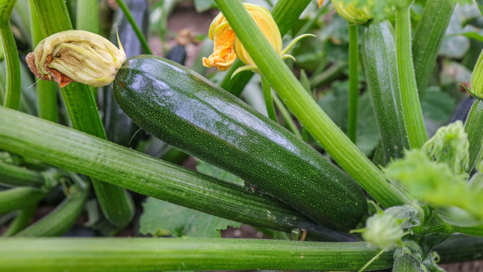 zucchini growing.