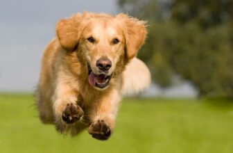 Find The Right CBD Dosage For Your Pet