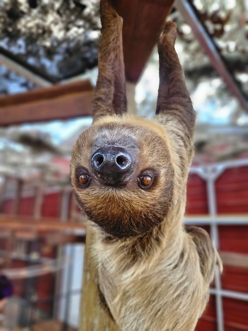 Meet the Sloths Hanging Out Right Next to the Hacienda