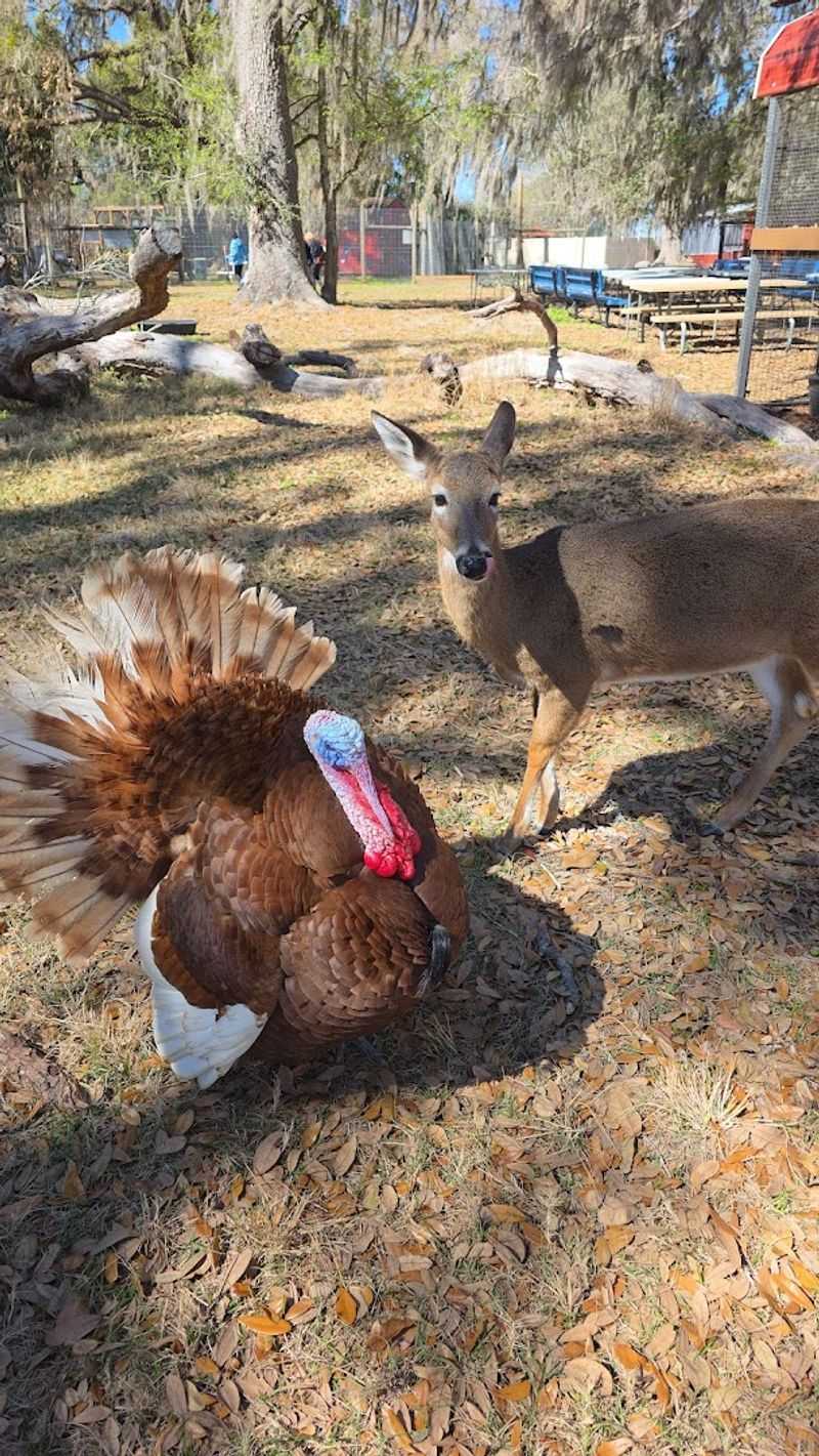 Mini Cows, Deer, and the Charm of Gentle Farm Animals