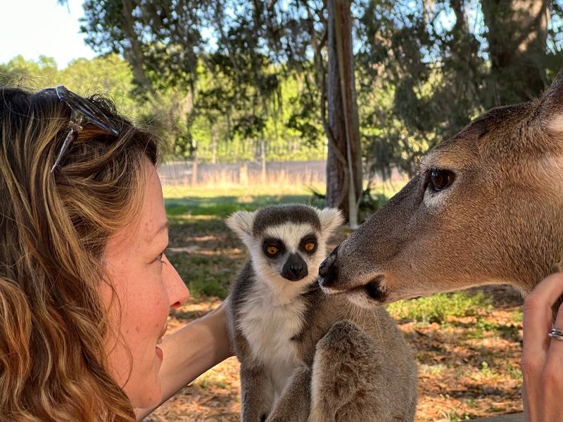 The Lemur Encounter That Steals Every Visitor's Heart