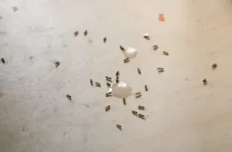 What Indoor Ant Activity Means