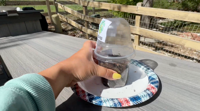 First Grade Science Projects an image of a first grade science experiment: plant greenhouse