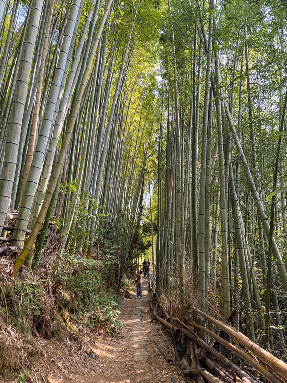 Fushimi Inari Bamboo Forest
