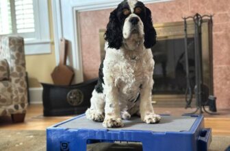 How to Road Trip With a Dog: What 30 Years Taught Me