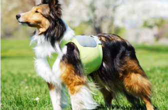15 Products We Love For Summer Hikes With Our Dogs