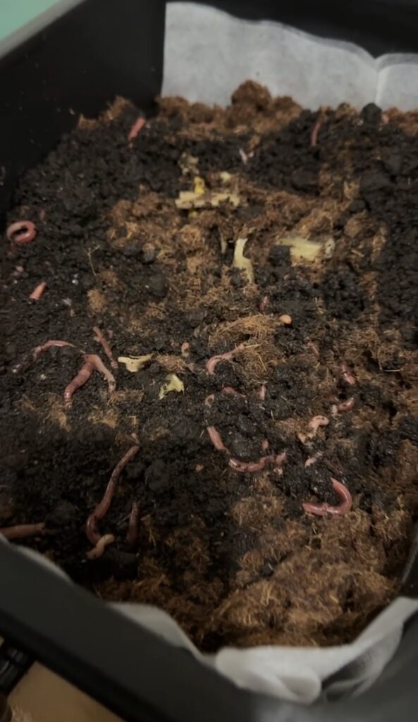 3rd Grade Science Projects an image of a 3rd grade science project that involves observing a worm in soil