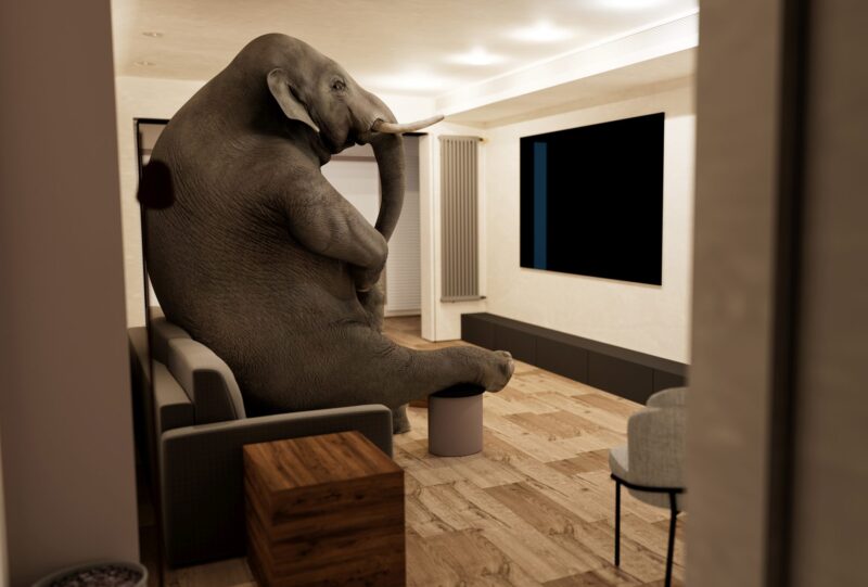 An elephant sits on a couch in an empty room facing a big blank TV screen