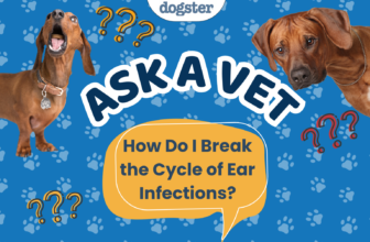 Ask Dr. Paola – Help! How Do I Break the Cycle of Ear Infections? (July 13, 2026) — Dogster