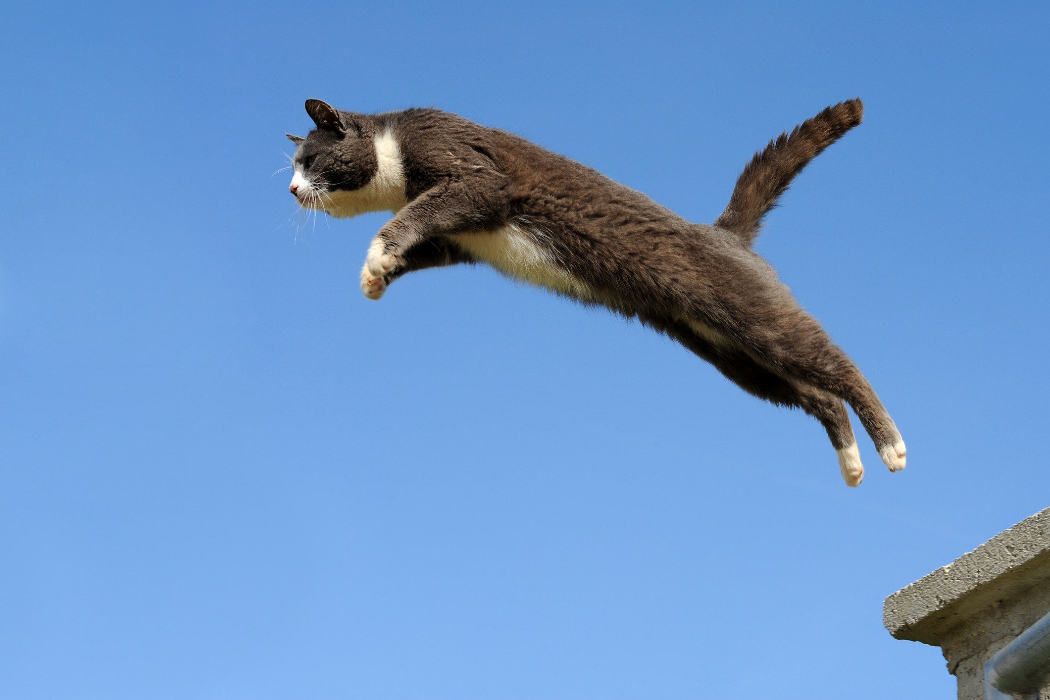 Grey and white tuxedo cat jumping against a blue sky