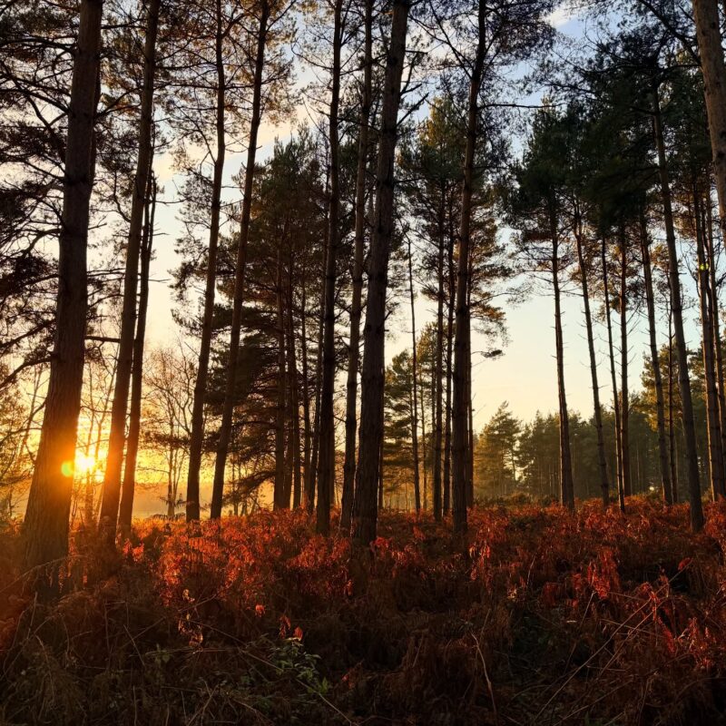 a view through the trees at sunset