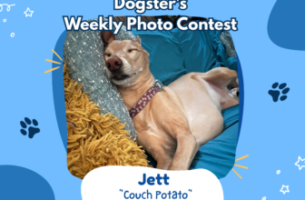 Couch Potato (August 31, 2026) — Dogster