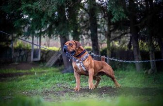 How to Choose the Right Family Guardian Dog