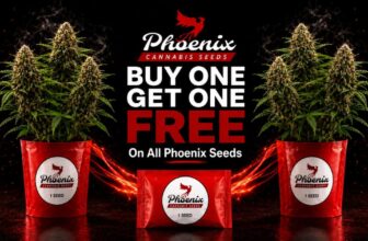 Buy One Get One Free Cannabis Seeds