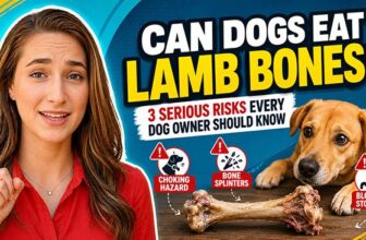 Can Dogs Eat Lamb Bones? Risks, Benefits & Alternatives