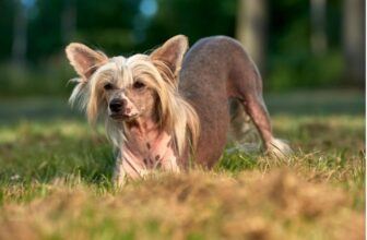 Flea & Tick Prevention for Chinese Cresteds: A Safe & Effective 4 Step Plan