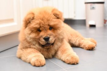 Best dog cameras for Chow Chows