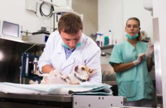 Who’s To Blame When AI Misdiagnosis Turns Deadly? — Dogster