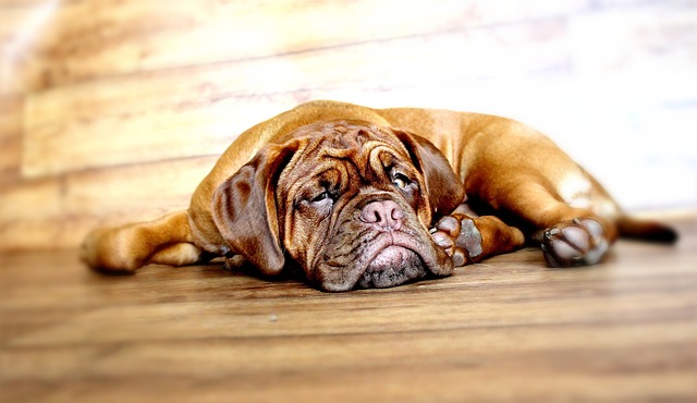 Best Dogue De Bordeaux Immunity Supplements