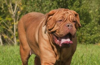 9 Best Dogue De Bordeaux Immunity Supplements