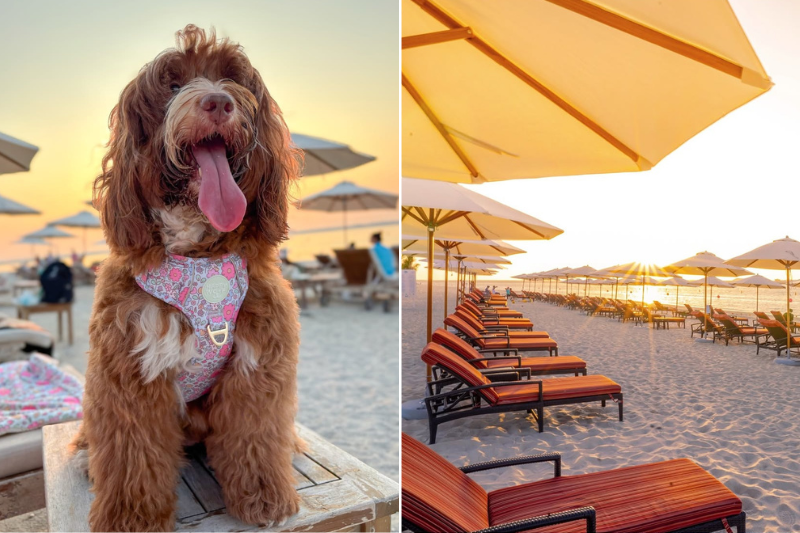 Dubai Islands Beach - things to do in Dubai with pets