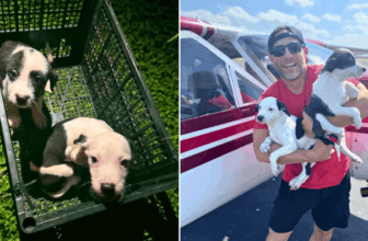 Abandoned In A Box, Archie & Winston Are Finally On Their Way To A Brighter Future